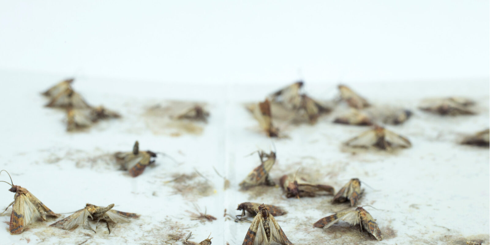 Tipps zur Bekämpfung von Motten in der Wohnung: Der ultimative Leitfaden