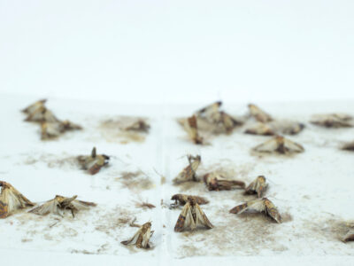 Tipps zur Bekämpfung von Motten in der Wohnung: Der ultimative Leitfaden
