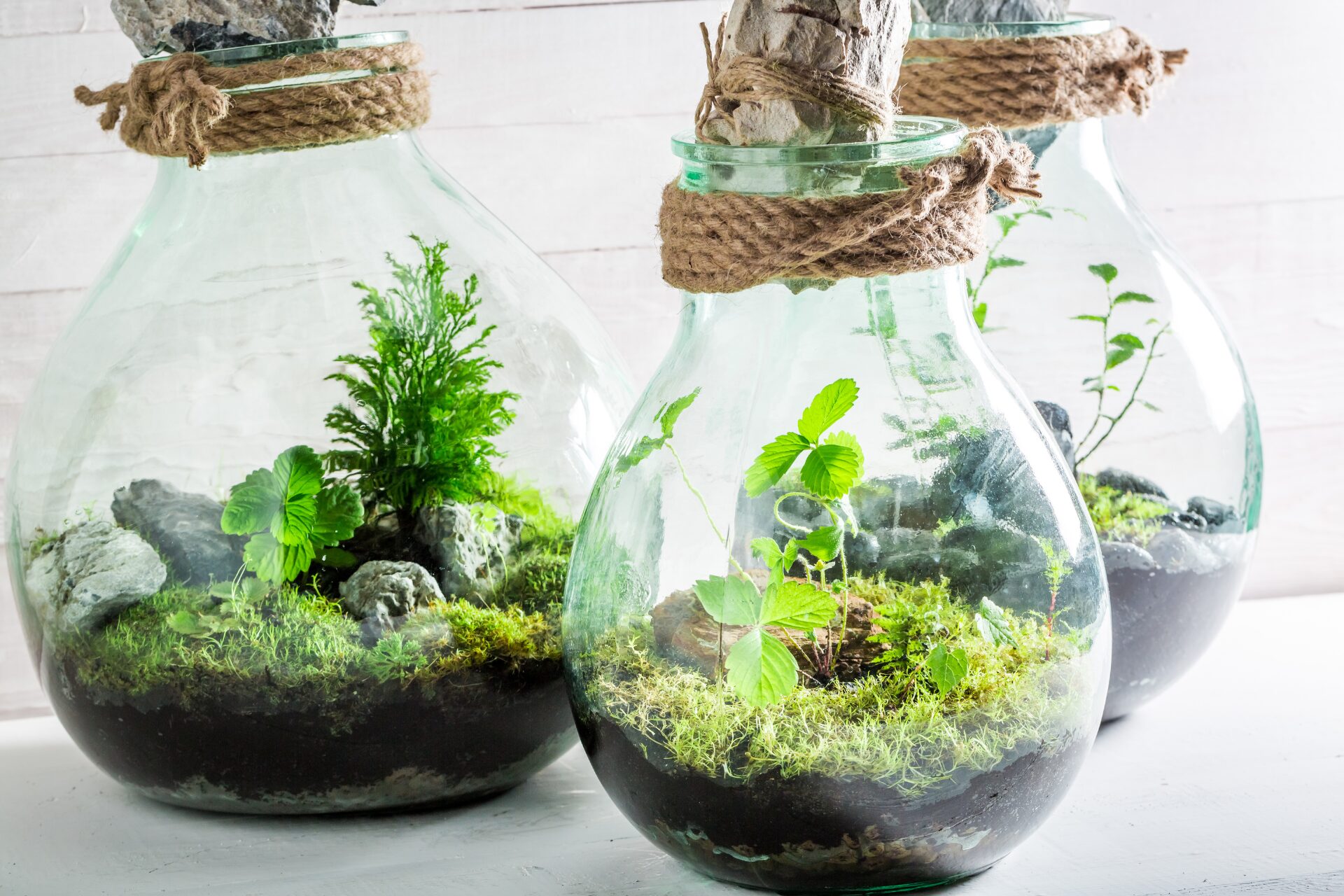 PYEF CRAFTS Terrarium Set Größe M - Flaschengarte Produktbild-Vorschau 6