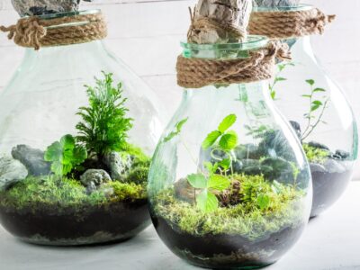 Pflanzen im Glas: Eine vielseitige Basis für kreative Ökosysteme – Flaschengarten anlegen