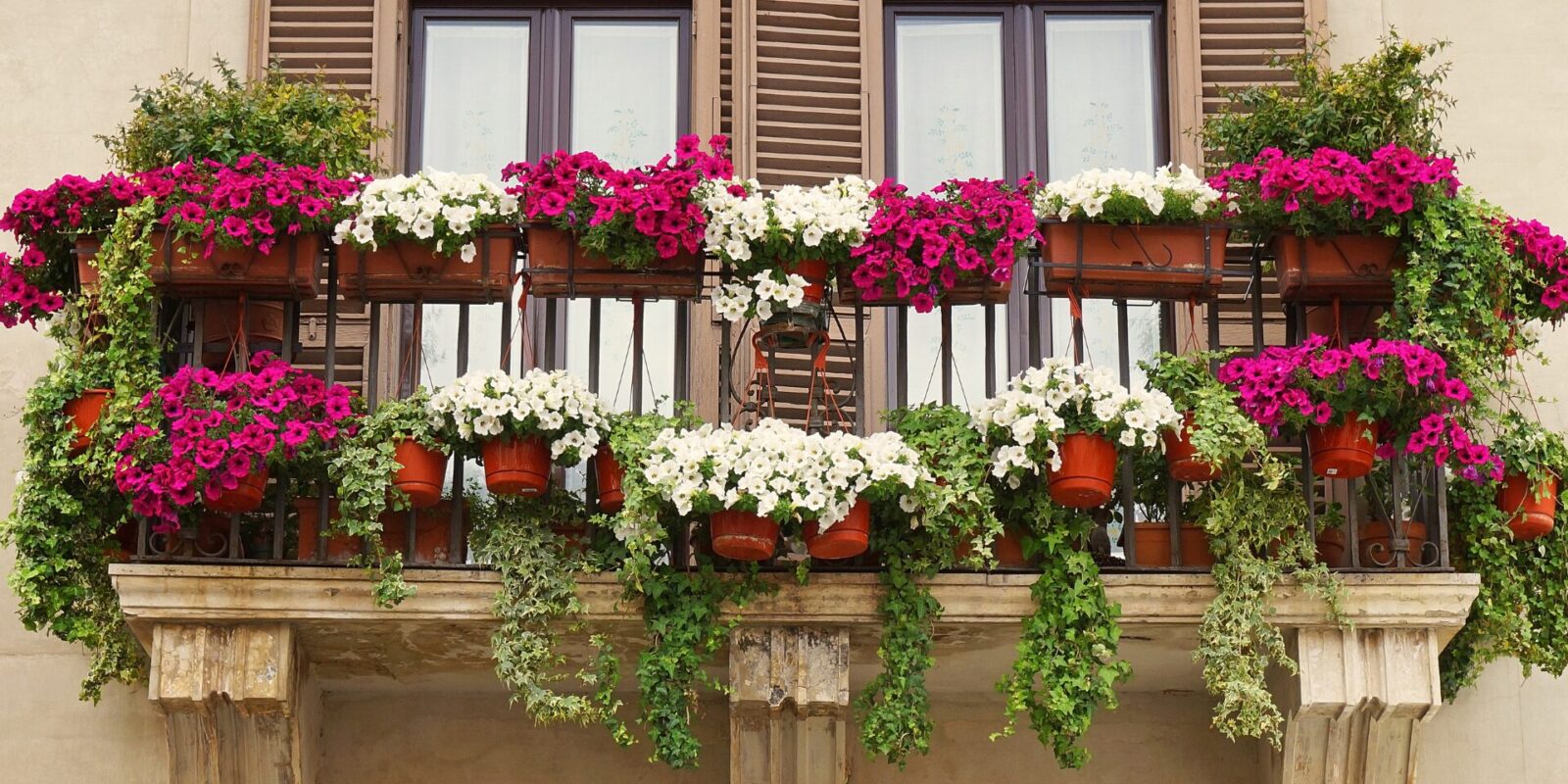 Pflegeleichte Balkonpflanzen: Pflanzen für sonnige Standorte am Balkon