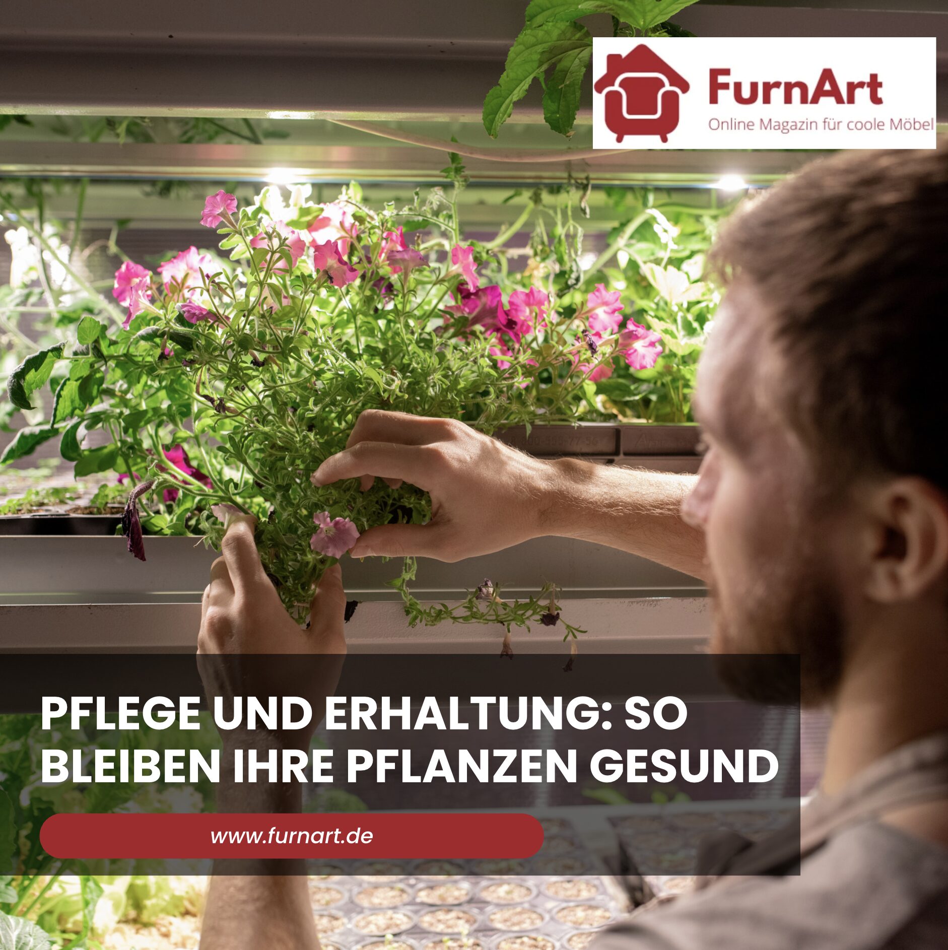 Pflege und Erhaltung: So bleiben Ihre Pflanzen gesund