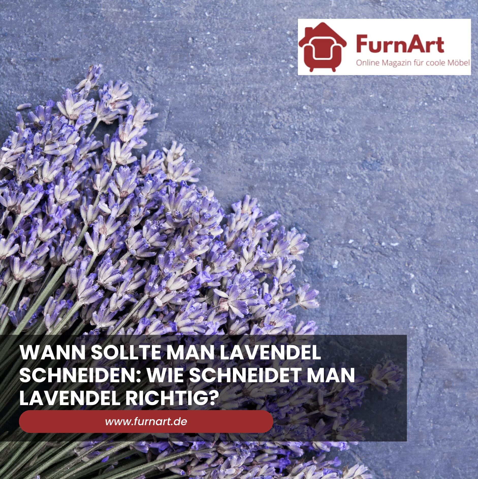 Wann sollte man Lavendel schneiden: Wie schneidet man Lavendel richtig?