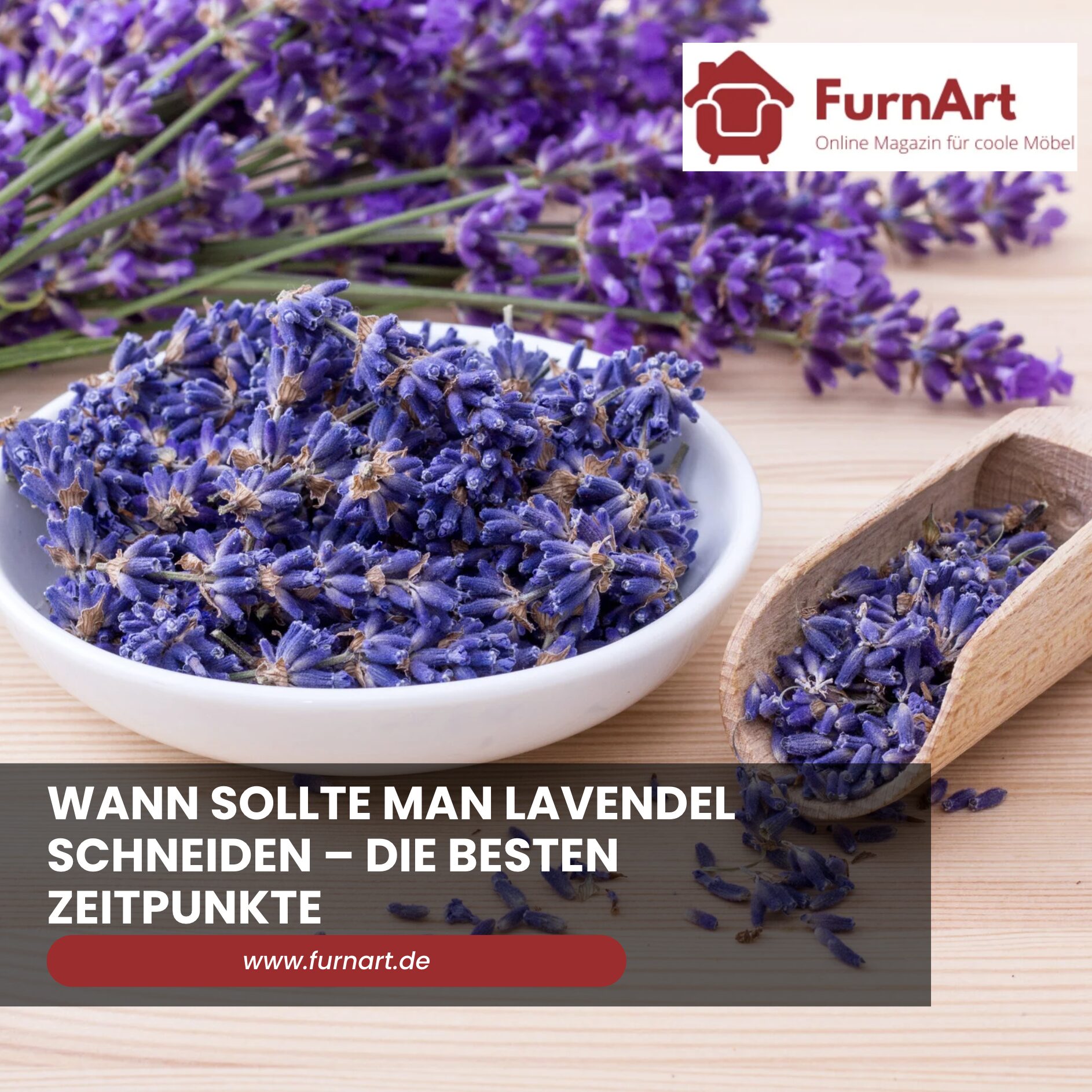 Wann sollte man Lavendel schneiden – Die besten Zeitpunkte