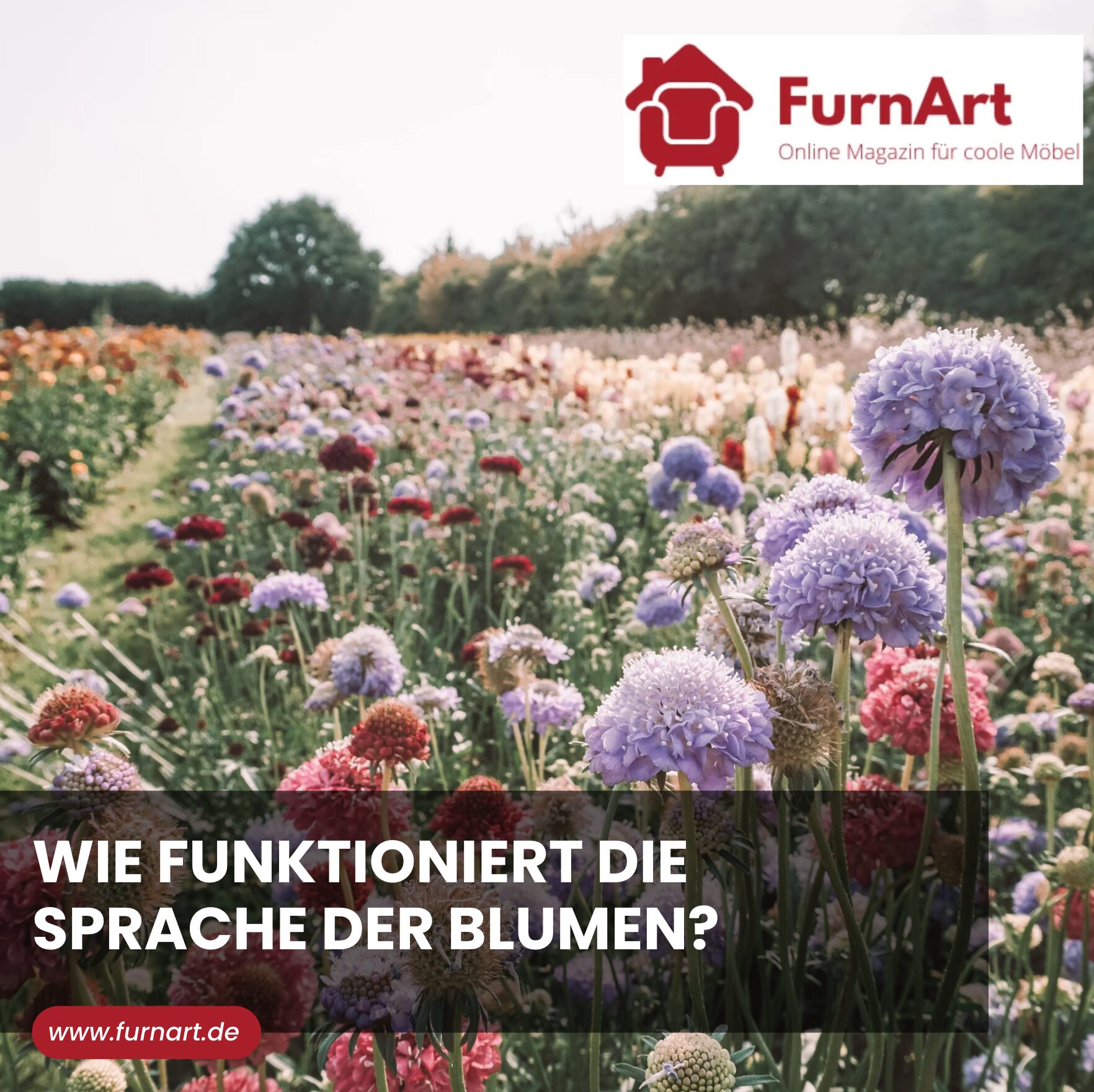 Wie funktioniert die Sprache der Blumen?