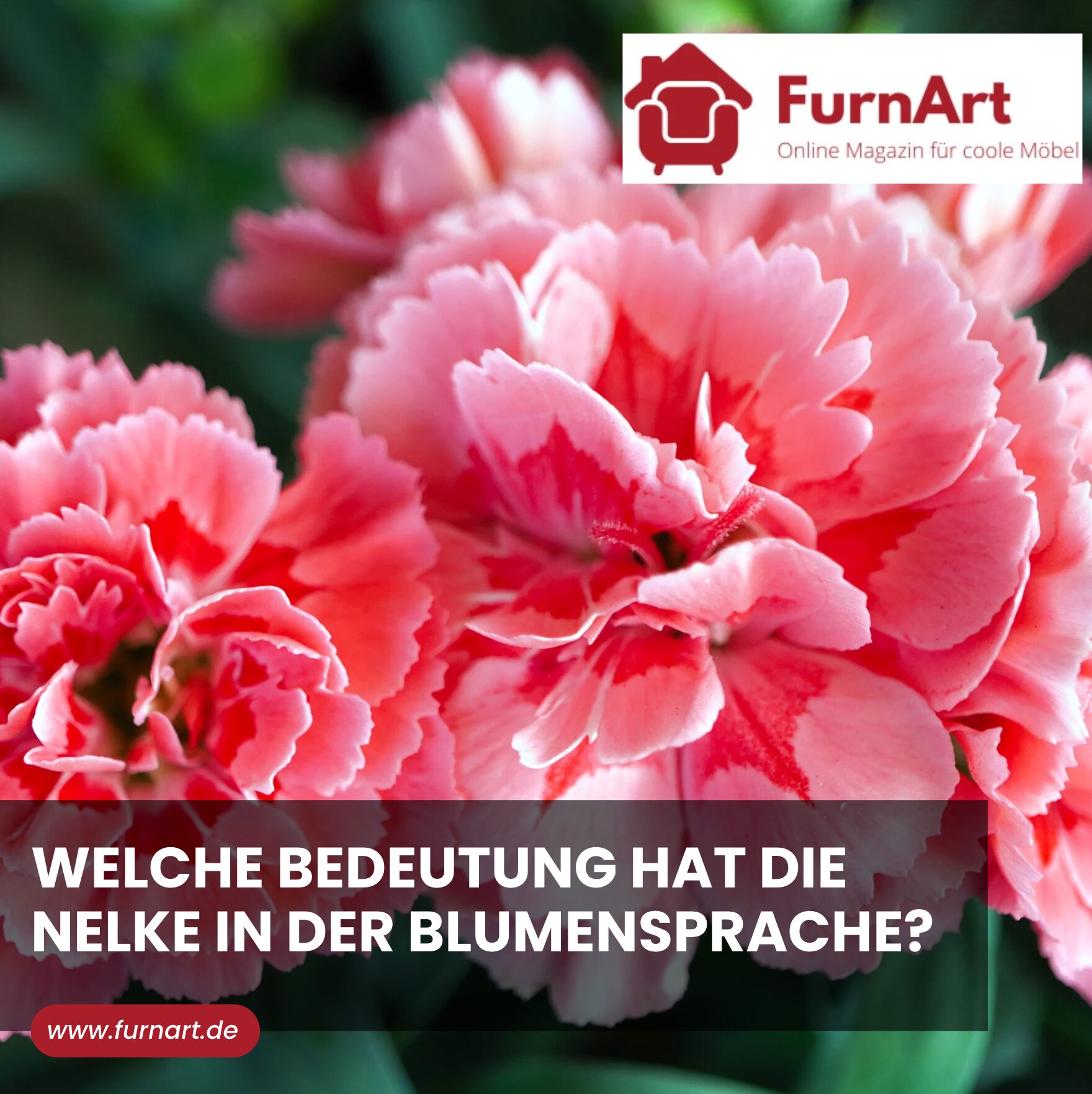Welche Bedeutung hat die Nelke in der Blumensprache?