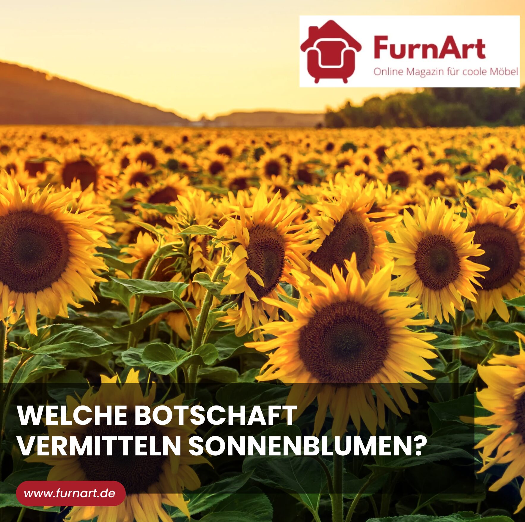 Welche Botschaft vermitteln Sonnenblumen?
