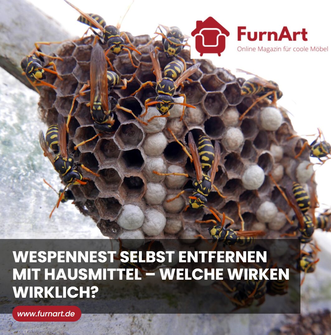 Wespennest selbst entfernen mit Hausmittel – welche wirken wirklich