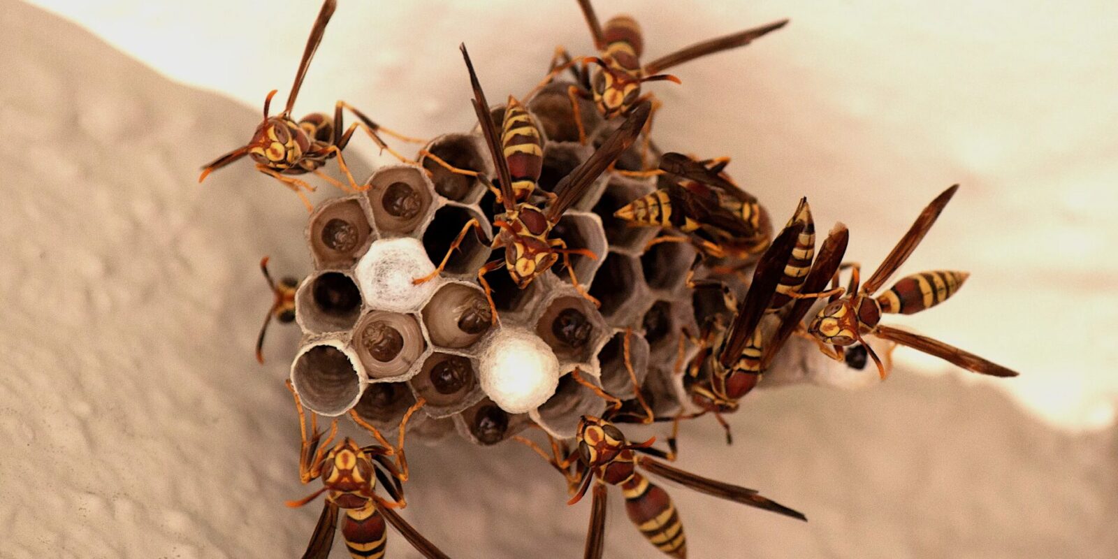 Wespennest selbst entfernen mit Hausmittel