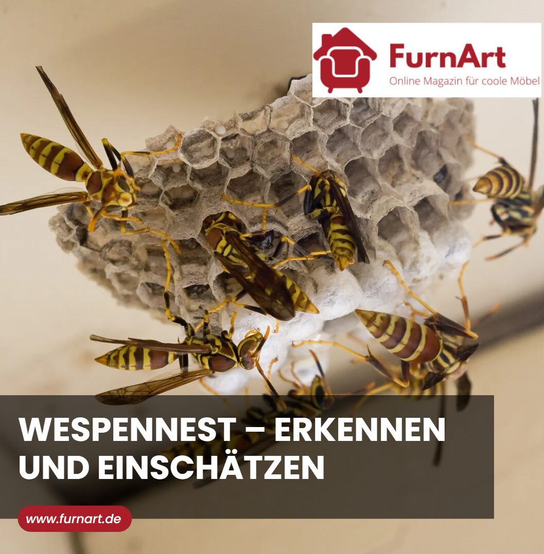 Wespennest – erkennen und einschätzen