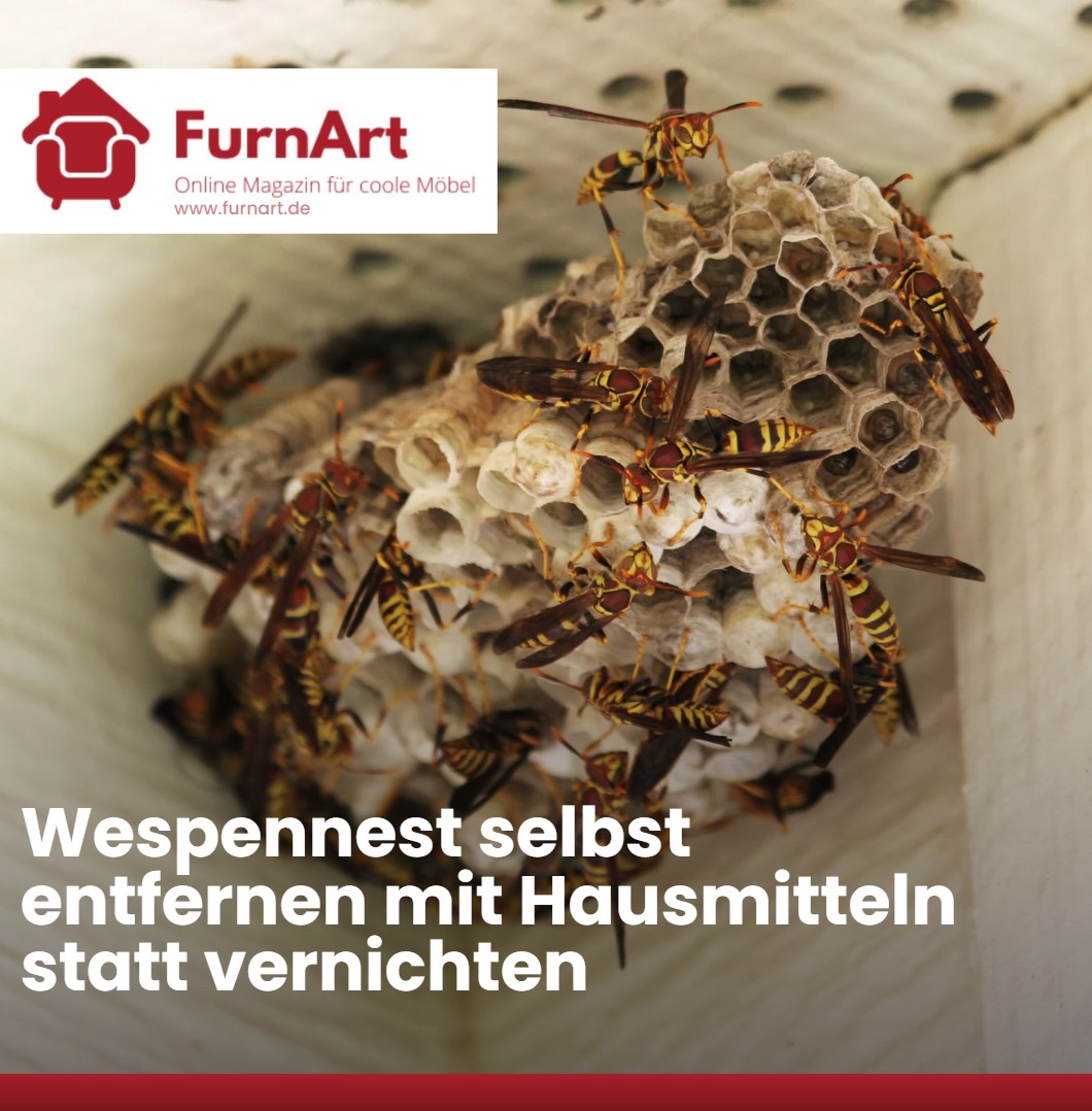 Wespennest Entfernen Duisburg